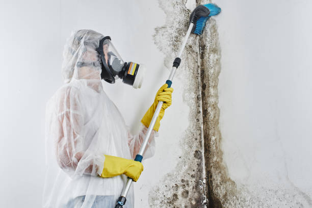 Best Mold Remediation  in Burgettstown, PA