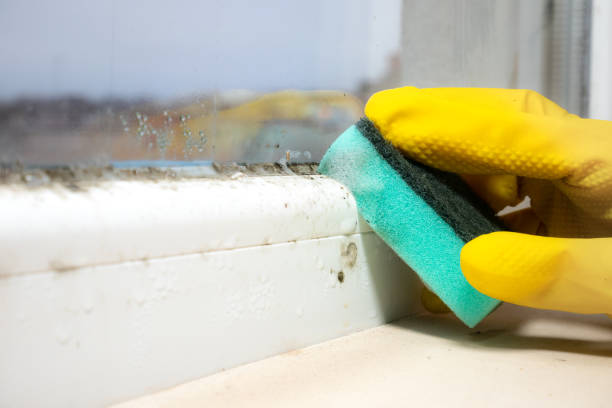 Home Mold Removal in Burgettstown, PA