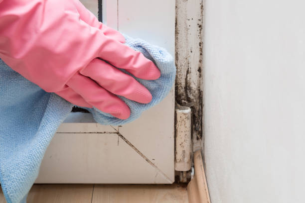 Best Attic Mold Removal  in Burgettstown, PA