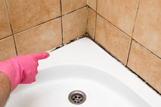 Trusted Burgettstown, PA Mold Removal Experts